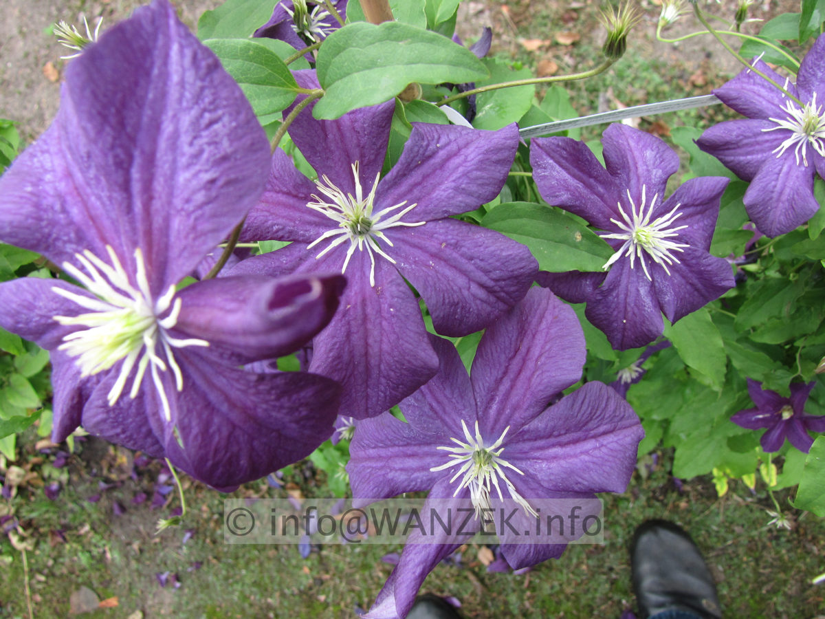 Clematis viticella Aotearoa.JPG